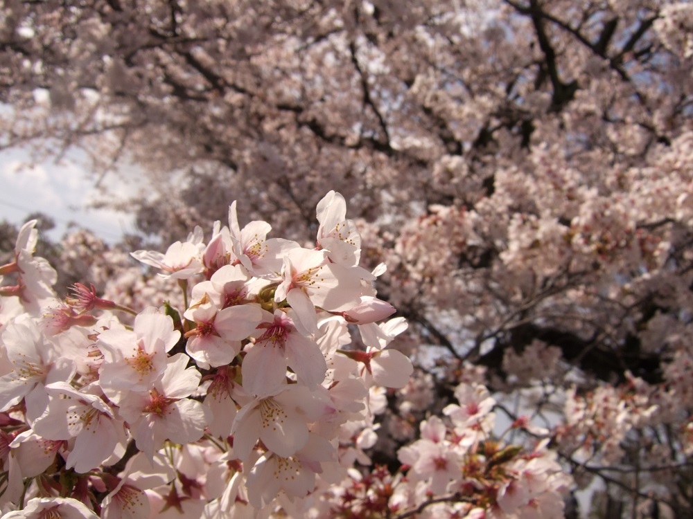 「桜の名所百選」に選ばれた尾道の桜