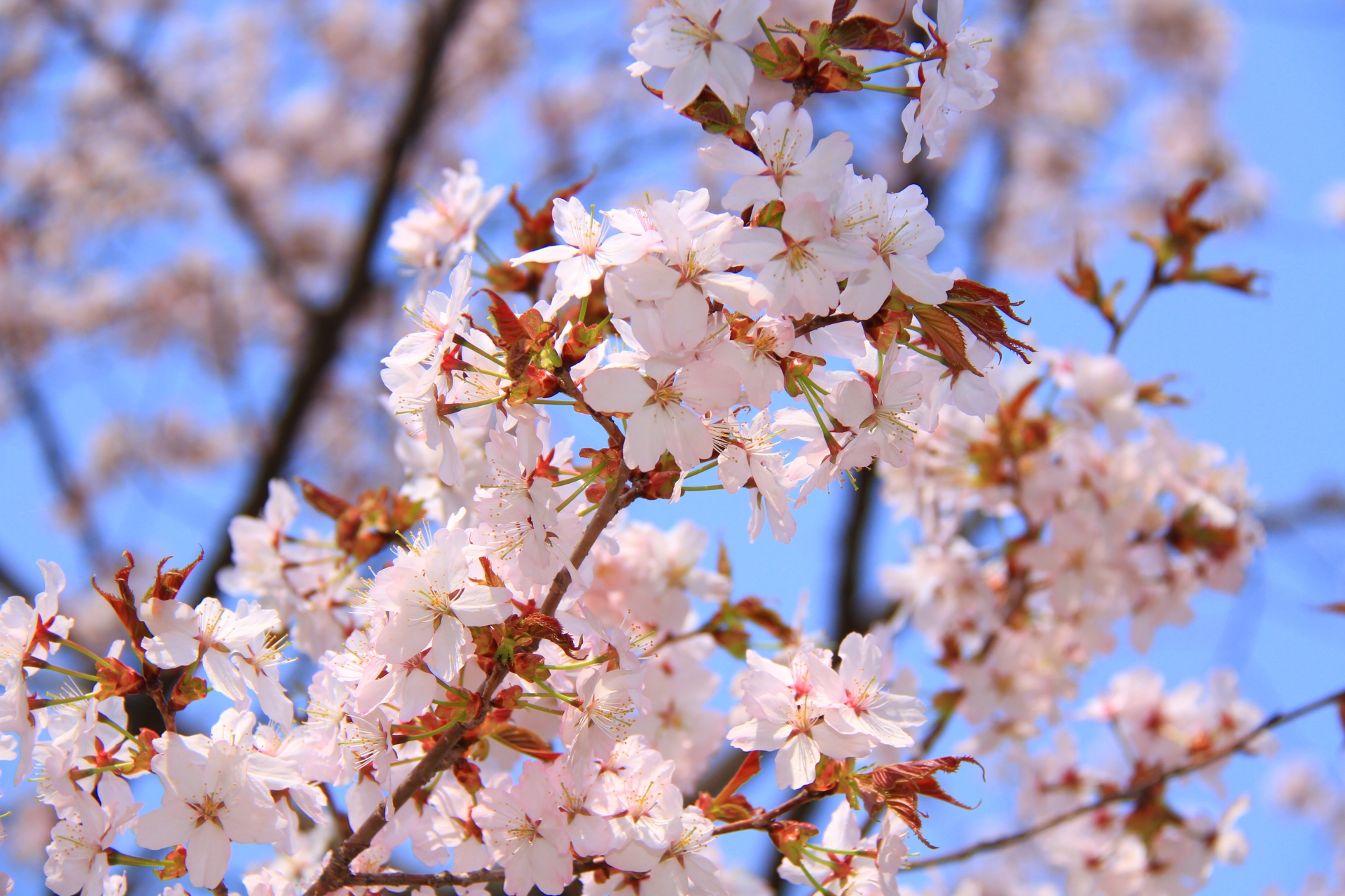 麗らかな春のおもてなしをカタチに─ 瀬戸内海と寛ぐベラビスタ SOBO の花見会席