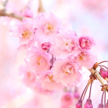 枝垂桜の下で愉しむ一服。神石高原ホテル「観桜茶会」4/15-16に開催